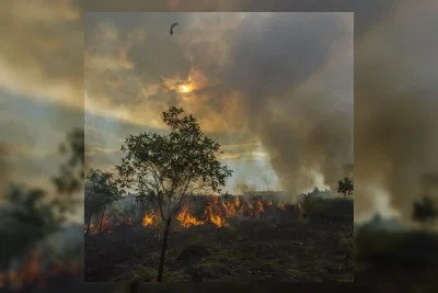 BNPB Laporkan Karhutla Kalimantan: 209,78 Hektare Masih Terbakar, Penerbangan Terganggu