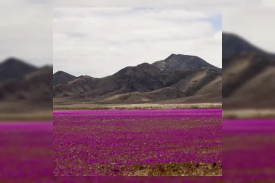 Gurun Atacama Berbunga Usai Hujan Ekstrem, 15.000 Hektare Diprediksi Mekar