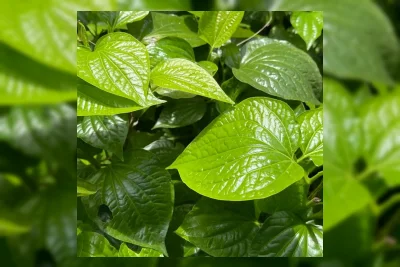 Mengapa Bentuk Daun Pohon Berbeda-beda? Ini Faktor Evolusi dan Lingkungan