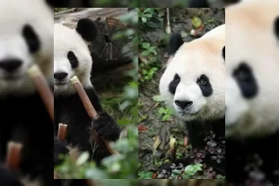 Panda Raksasa China Mulai Karantina di Kebun Binatang Atlanta