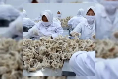 Realfood Reserve Bawa Standar Ekspor Sarang Walet ke RI