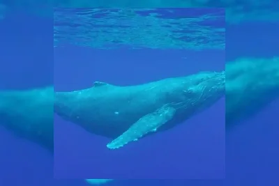 Paus Biru Raksasa: Rahasia Ukuran 30 Meter Terungkap dari Laut
