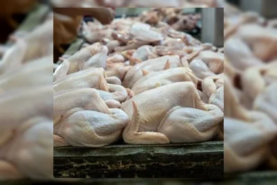 Subsidi Distribusi Daging Ayam untuk Daerah Kurang Pasokan