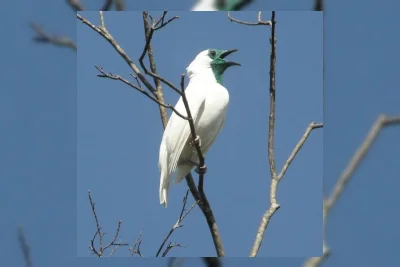 Burung Lonceng Leher Telanjang Pecahkan Rekor Kicauan 131 Desibel