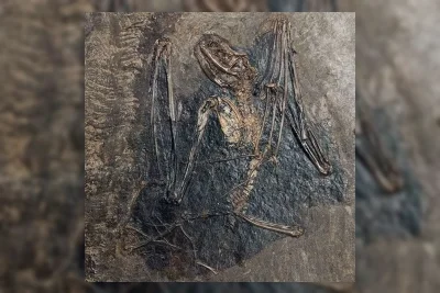 137 Peneliti Dunia Telusuri Asal Evolusi Kelelawar di Eropa