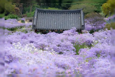 Taman Ungu Biksu di Mungyeong: Dari Tujuh Bunga Aster Jadi Ladang 23.100 Meter Persegi