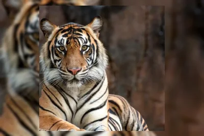 Pria Tewas Usai Masuk Kandang Harimau Yorkshire Wildlife Park