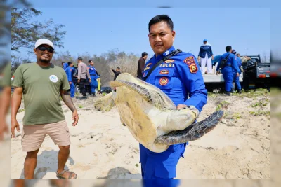 20 Penyu Hijau Dilindungi Dilepas ke Perairan Bali Usai Disita