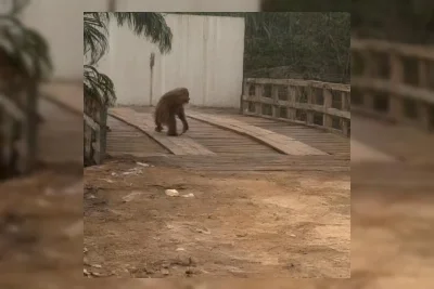 BKSDA Minta Warga Lapor jika Lihat Orang Utan di Jalan Lintas