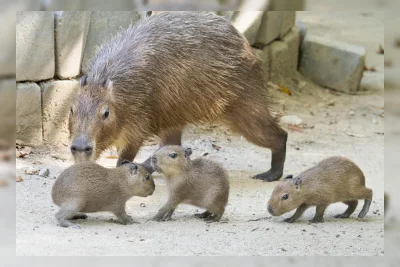 Everland Sambut Kelahiran Tiga Bayi Kapibara, Mulai Diperkenalkan ke Pengunjung