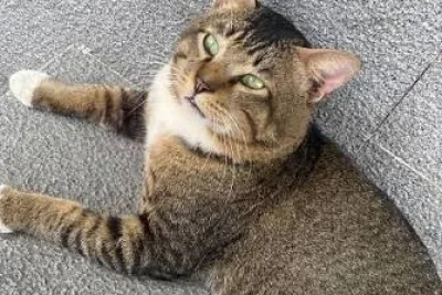 Parhan, Kucing Viral Senayan City, Diadopsi dan Positif FIV: Rencana Dibawa ke Sydney Tersandung Kendala
