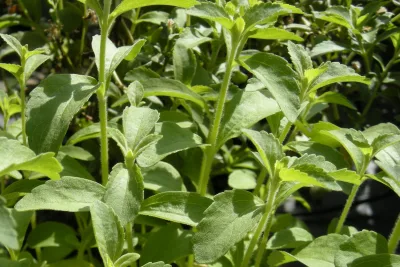 Owner Beeru Indonesia Siapa? Ini Profil Perusahaan di Balik Produk Beeru Stevia yang Jadi Sorotan