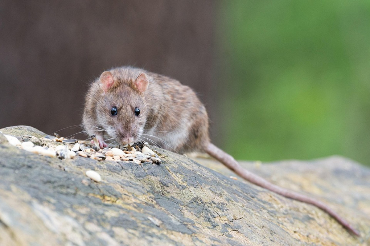 Kasus Hantavirus di Indonesia Meningkat, Seruan Nasional untuk Perang Total Lawan Tikus