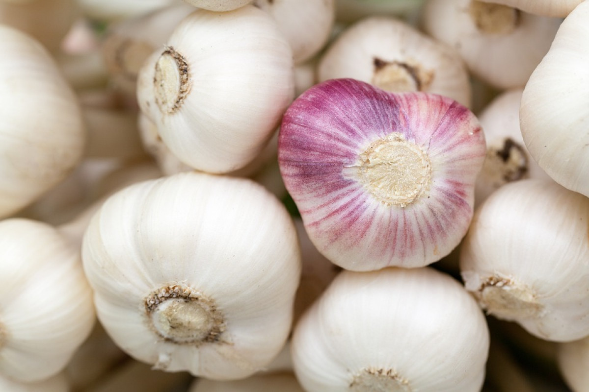 Apa Manfaat Bawang Putih Untuk Kesehatan Tubuh?