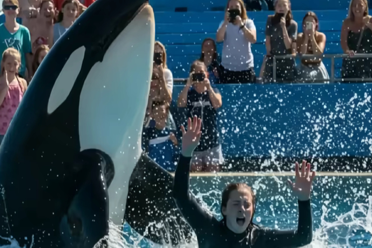 Profil Tampang Jessica Radcliffe Pelatih Orca yang Dimakan Hidup-Hidup oleh Paus Saat Show Bersama di Depan Para Penonton, Lengkap: Umur, Agama dan IG