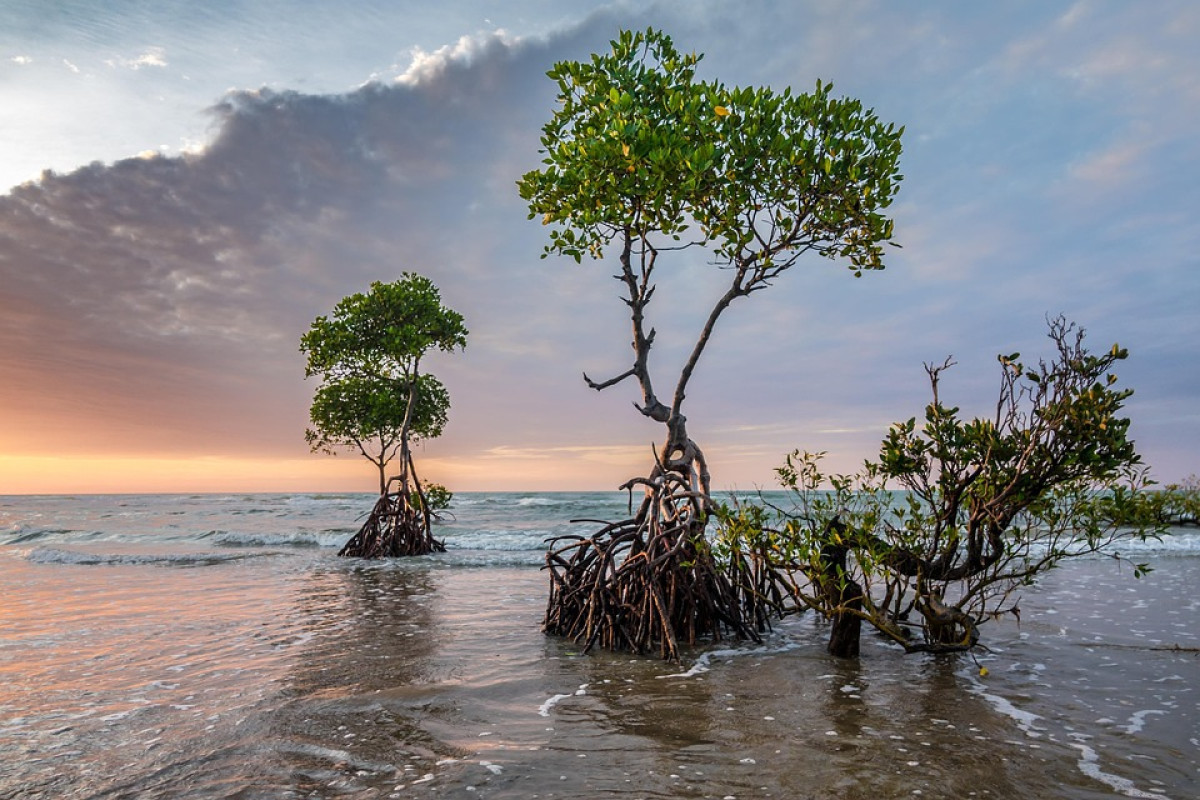 Ribuan Pohon Mangrove di Pulau Pari Rusak! Akibat Pengerukan Pasir Hingga Buat Warga Geram dan Lakukan perlawan Pada Jumat, 17 Januari 2025