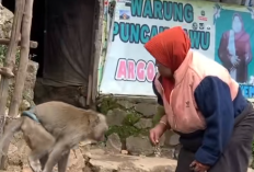 Siapa Temon? Monyet Peliharaan Mbok Yem Pemilik Warung Makan di Gunung Lawu yang Meninggal Dunia, Kondisi Terbaru Bikin Khawatir Natizen