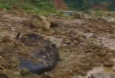 Tragedi Longsor di Petungkriyono: 600 Petugas Gabungan dan Anjing Pelacak Dikerahkan