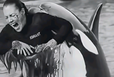 Viral Video Pelatih Orca Dimakan Paus: Fakta atau Hoaks? Ini Penjelasan Lengkap dan Klarifikasi Jessica Radcliffe