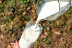 Apa Perbedaan Susu Dancow Asli dengan Susu Dancow Palsu Oplosan Barang Reject dari Pabrik? TikToker Ko Steve Bagikan 3 Cara Jitu Agar Konsumen Tidak Tertipu!
