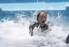 Viral di TikTok: Kisah Tragis Pelatih Orca Jessica Radcliffe Dimakan Paus, Fakta atau Hoaks? Simak Fakta Sebenarnya!