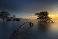 Pulau Pari Terancam! Ribuan Mangrove Rusak Akibat Pengerukan Pasir, Para Nelayan dan Warga langsung Turun ke Lokasi Pengerukan