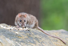 Kasus Hantavirus di Indonesia Meningkat, Seruan Nasional untuk Perang Total Lawan Tikus
