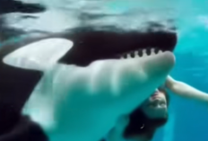 NO SENSOR! Video Jessica Radcliffe 2 Menit 31 Detik saat Ditelan Paus Hidup-Hidup di Mediafire, Kini Jadi Buruan Natizen!