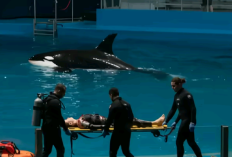 Viral Video Jessica Radcliffe 2 Menit 31 Detik saat Ditelan Paus Hidup-Hidup No Sensor di Videy, Fakta atau Hoaks? Inilah Penelusuran Lengkapnya