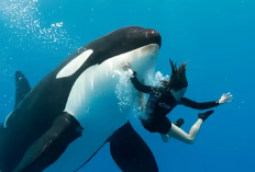 Apa Penyebab Jessica Radcliffe Pelatih Orca Meninggal Dunia? Benarkah Karena Dimakan Paus Hidup-Hidup saat Live Show?